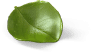 Hoja pequeña