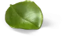Hoja pequeña