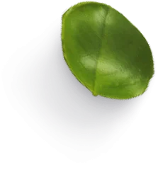 Hoja pequeña