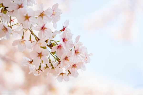 flores rosas