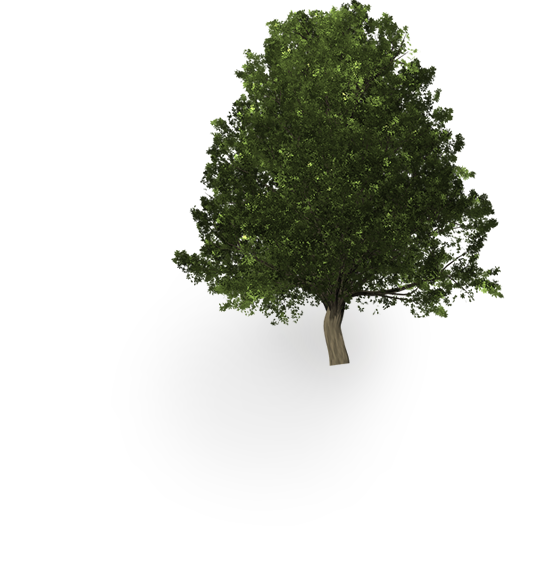 Árbol Roble