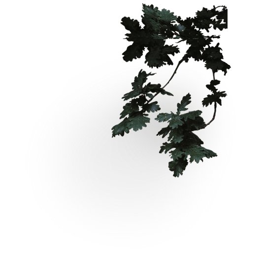 Hojas del árbol roble