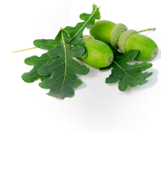 Hojas de roble con su fruto, la bellota