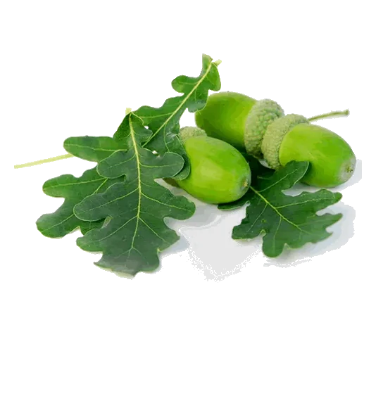 Bellota y hoja de roble Bellota y hoja de roble